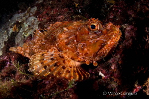 Scorpaena scrofa by Marco Gargiulo 